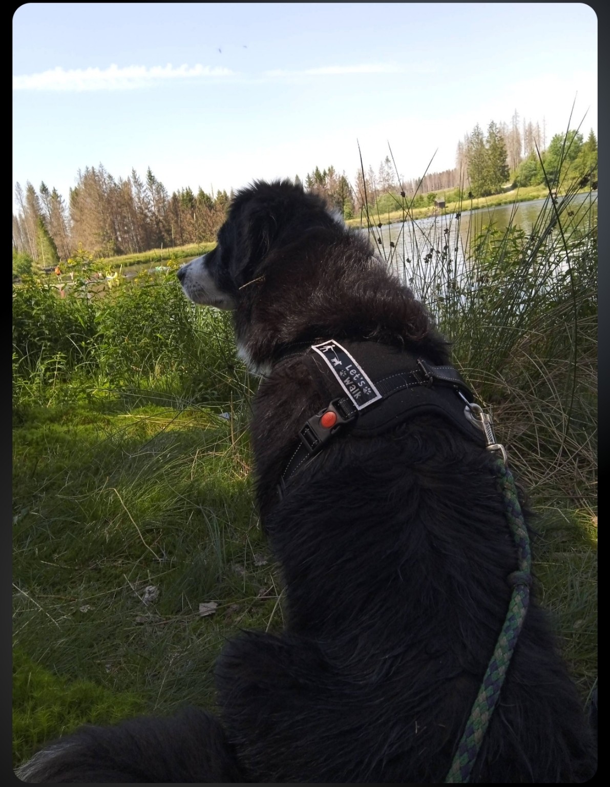 Schwarzer Hund am See