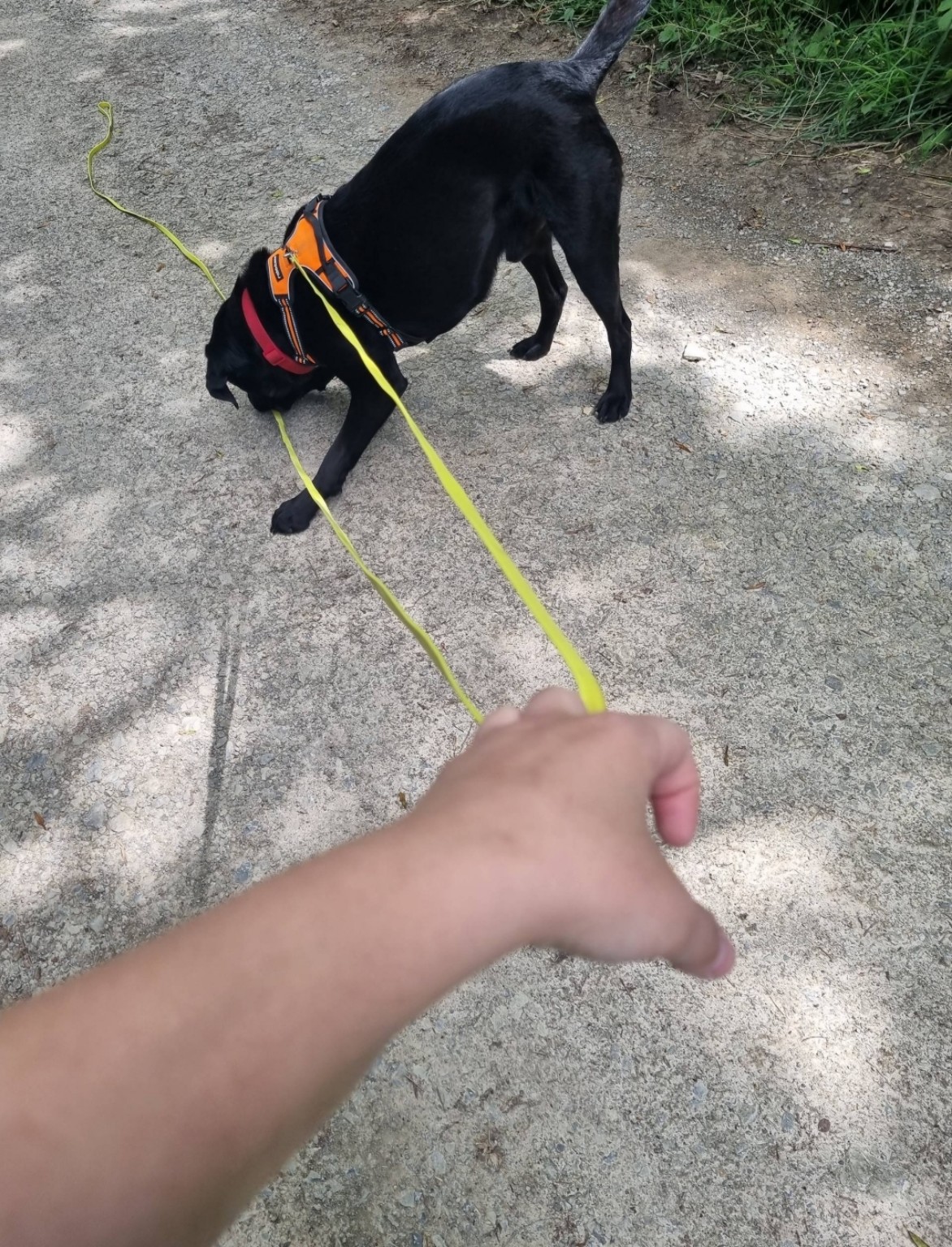 Schwarzer Hund beim Spaziergang
