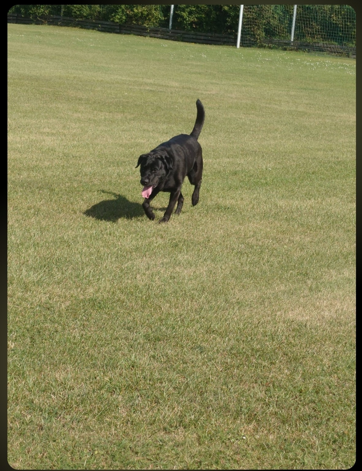 Schwarzer Hund auf einer Wiese