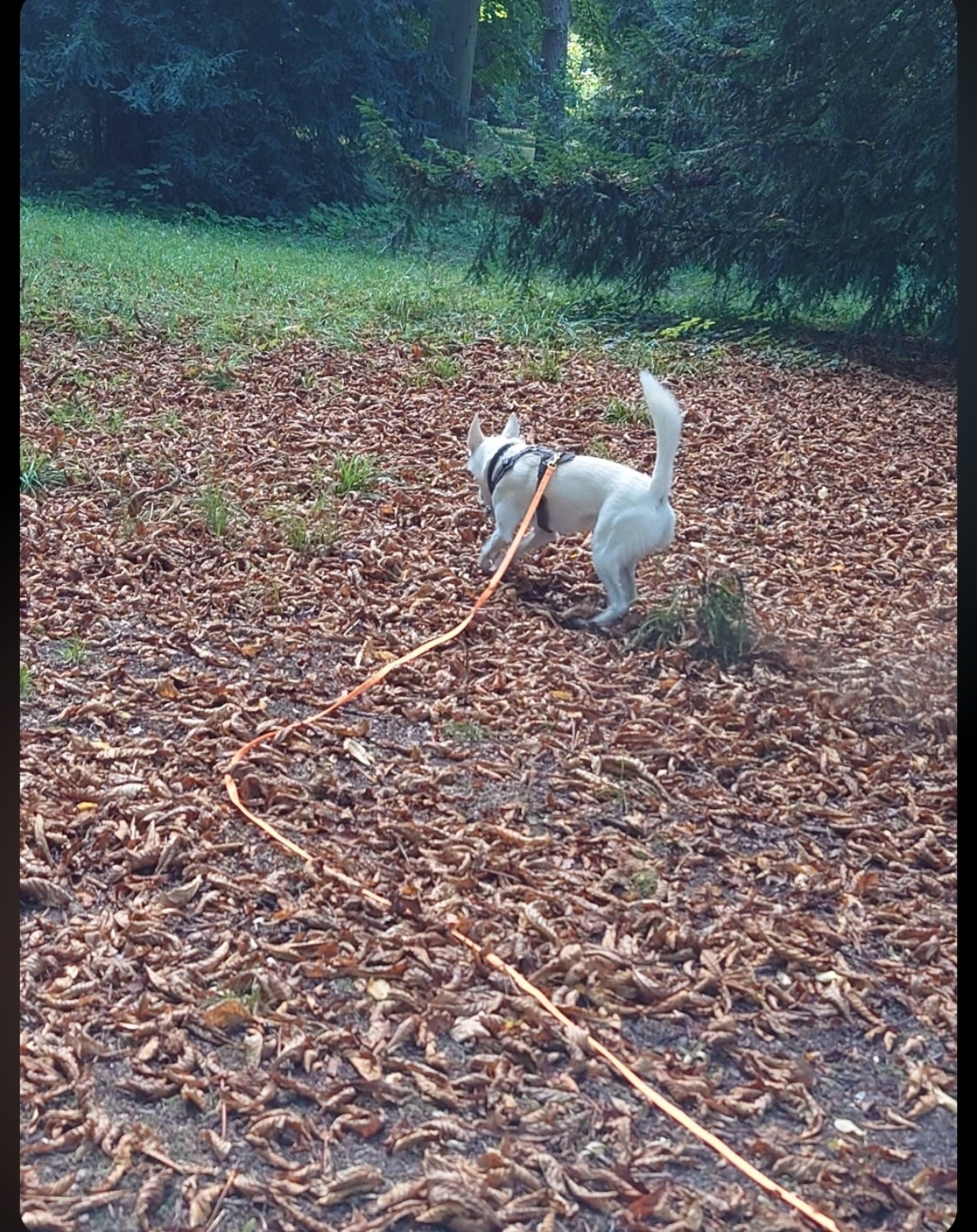Weißer Hund im Wald